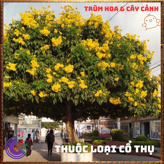 Chậu HOA CHUÔNG VÀNG HUỲNH LIÊN nhiều cành nhánh sum xuê siêu hoa️📜 Hoa Đẹp Dễ Trồng
