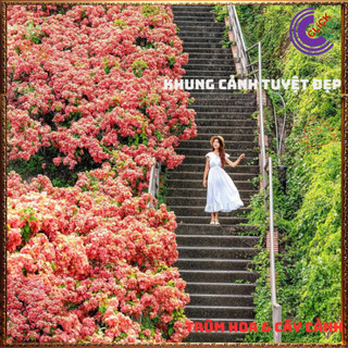 Chậu Ngọc Diệp Kim Hoa HỒNG từng chùm rất to nở quanh năm rất dễ trồng⌛Siêu Thị Hoa Và Cây Giống