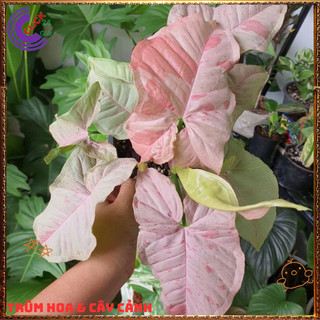 Chậu TRẦU BÀ ĐỐM HỒNG cây trồng trong nhà ưa mát lọc khí️📬 Làng Hoa Sa Đéc