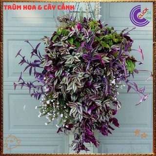 Chậu THÀI LÀI TÍM mới lạ đẹp mắt làm cảnh và làm dược liệu dễ trồng️📬 Làng Hoa Sa Đéc
