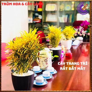 Chậu Cây CÔ TÒNG LÁ KIM vàng bạc thu hút tài lộc may mắn ️📜 Hoa Đẹp Dễ Trồng