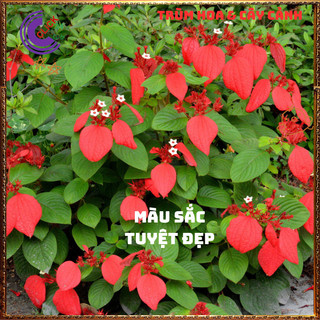 Chậu Hoa BƯỚM ĐỎ lạ mắt xinh đẹp nở quanh năm rất dễ trồng️📬 Làng Hoa Sa Đéc
