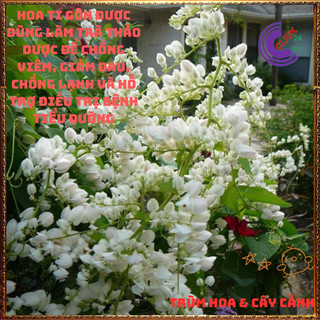 Chậu Hoa TIGON màu TRẮNG giao cây to cao 50-60cm khỏe mạnh sum xuê️📜 Hoa Đẹp Dễ Trồng