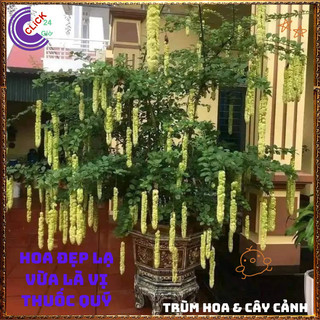 Chậu HUYỀN TRÂN CÔNG CHÚA hoa đẹp lạ mắt nở cả năm vừa là dược liệu🍕 Yêu Nhà Yêu Hoa