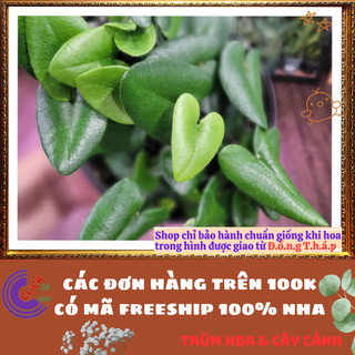 Chậu TRẦU BÀ LÁ TIM ngộ nghĩnh cây trồng trong nhà ưa mát lọc khí️📬 Làng Hoa Sa Đéc