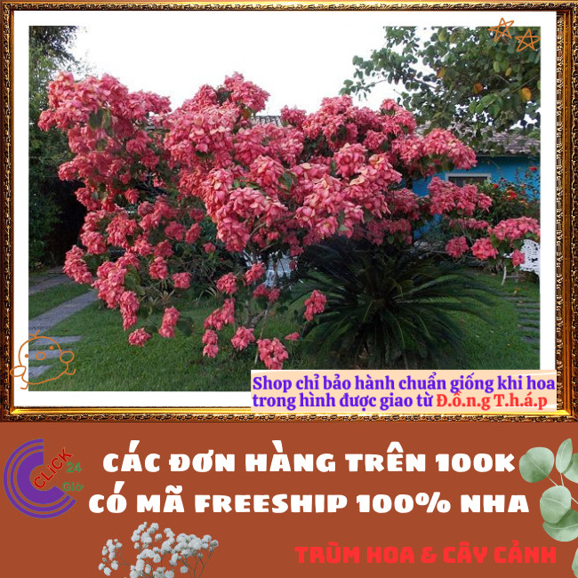 Chậu HOA ÉN HỒNG chùm bông to xinh đẹp siêu dễ trồng nở quanh năm️🌭Hoa Mười Giờ Bonsai & Phụ Kiện