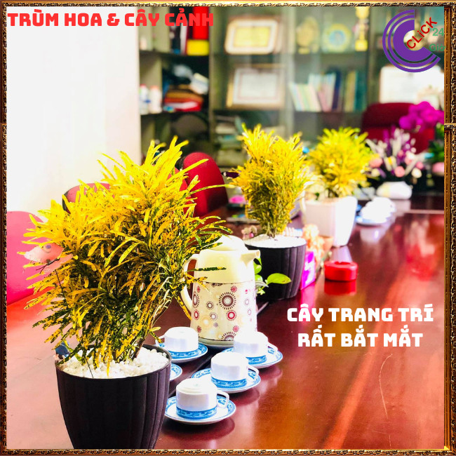 Chậu Cây VÀNG BẠC thu hút tài lộc đem lại tiền tài️🌭 Hoa Mười Giờ Bonsai & Phụ Kiện