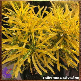 Chậu Cây CÔ TÒNG LÁ KIM vàng bạc thu hút tài lộc may mắn ️📜 Hoa Đẹp Dễ Trồng