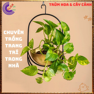 Chậu TRẦU BÀ VẠN NIÊN THANH CẨM THẠCH cây trồng trong nhà ưa mát ️📬 Làng Hoa Sa Đéc