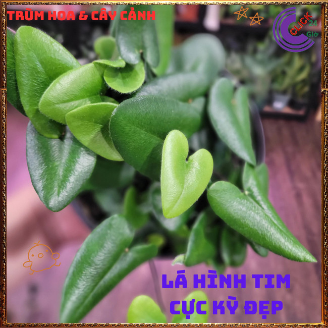 Chậu TRẦU BÀ LÁ TIM siêu xinh cây trồng trong nhà ưa mát lọc khí️🌭 Hoa Mười Giờ Bonsai & Phụ Kiện
