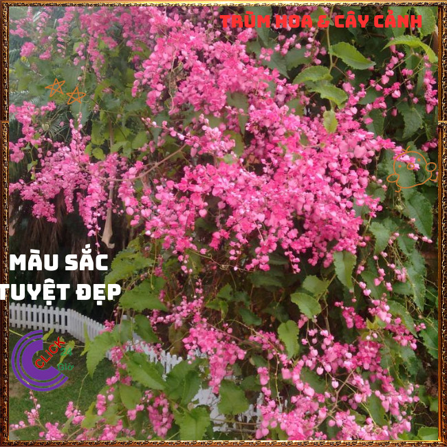 Chậu Hoa TIGON màu HỒNG tinh khôi to khỏe sum xuê đang có hoa ️🌭Hoa Mười Giờ Bonsai & Phụ Kiện