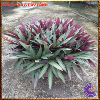 Chậu THÀI LÀI TÍM trồng viền cực đẹp mạnh mẽ rất dễ trồng ️🌯 VƯỜN HOA CỔ TÍCH