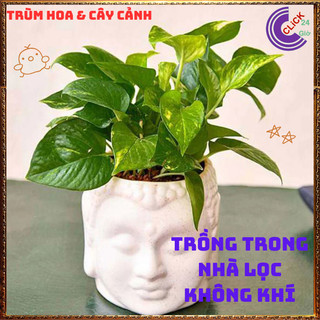 Chậu TRẦU BÀ VẠN NIÊN THANH CẨM THẠCH cây trồng trong nhà ưa mát ️📬 Làng Hoa Sa Đéc