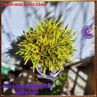 Chậu Cây CÔ TÒNG LÁ KIM vàng bạc thu hút tài lộc may mắn ️📬 Làng Hoa Sa Đéc
