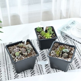 CHẬU NHỰA VUÔNG, Chậu trồng hoa bằng nhựa dày dặn có, thích hợp trồng sen đá, tai thỏ, xương rồng để bàn làm việc -SUNND