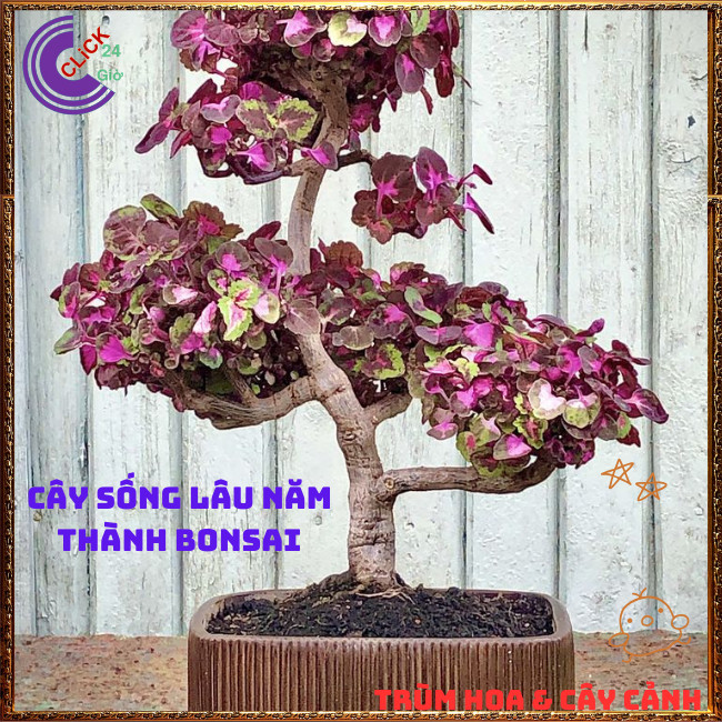 Cây lá gấm TÍM SỌC tuyệt đẹp đăc sắc rất dễ trồng dễ tạo dáng bonsai⏰ TRÙM HOA VÀ CÂY CẢNH