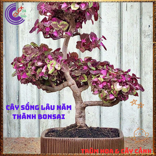 Cây lá gấm TÍM SỌC tuyệt đẹp đăc sắc rất dễ trồng dễ tạo dáng bonsai️️🥁 MiMa market
