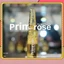 PXTM Primrose đa năng hỗ trợ trong phun xăm