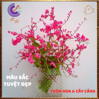 Chậu Hoa TIGON màu HỒNG ĐỎ tinh khôi to khỏe sum xuê đang có hoa 🍕Yêu Nhà Yêu Hoa