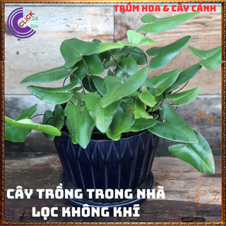 Chậu TRẦU BÀ LÁ TIM xinh xắn cây trồng trong nhà ưa mát lọc không khí️️🥁MiMa market