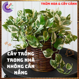 Chậu TRẦU BÀ NGỌC THỦY CẨM THẠCH cây trồng trong nhà ưa mát lọc khí️📜 Hoa Đẹp Dễ Trồng