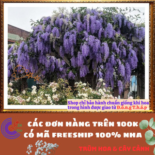 Chậu MAI XANH THÁI LAN cao 1 mét dây leo giống chuẩn đẹp siêu phẩm️🌯 VƯỜN HOA CỔ TÍCH