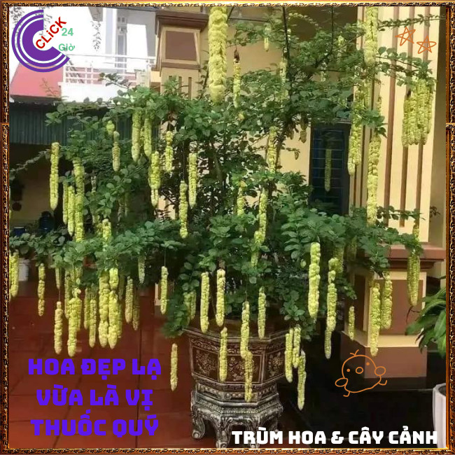 Chậu HUYỀN TRÂN CÔNG CHÚA hoa đẹp lạ mắt nở cả năm vừa là dược liệu️🌭 Hoa Mười Giờ Bonsai & Phụ Kiện
