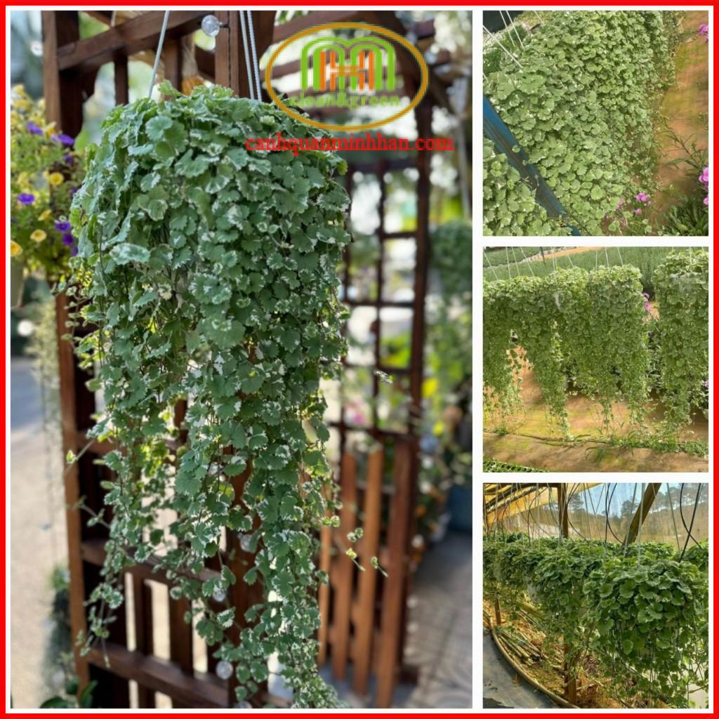 Cây cỏ đồng tiền rau má hương có mùi thơm bạc hà thanh mát có tác dụng ...