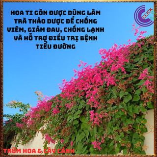 Chậu Hoa TIGON màu HỒNG ĐỎ tinh khôi to khỏe sum xuê đang có hoa 🍕Yêu Nhà Yêu Hoa