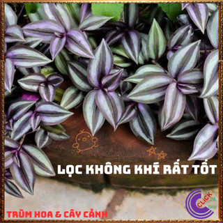 Chậu THÀI LÀI TÍM mới lạ đẹp mắt làm cảnh và làm dược liệu dễ trồng️📬 Làng Hoa Sa Đéc