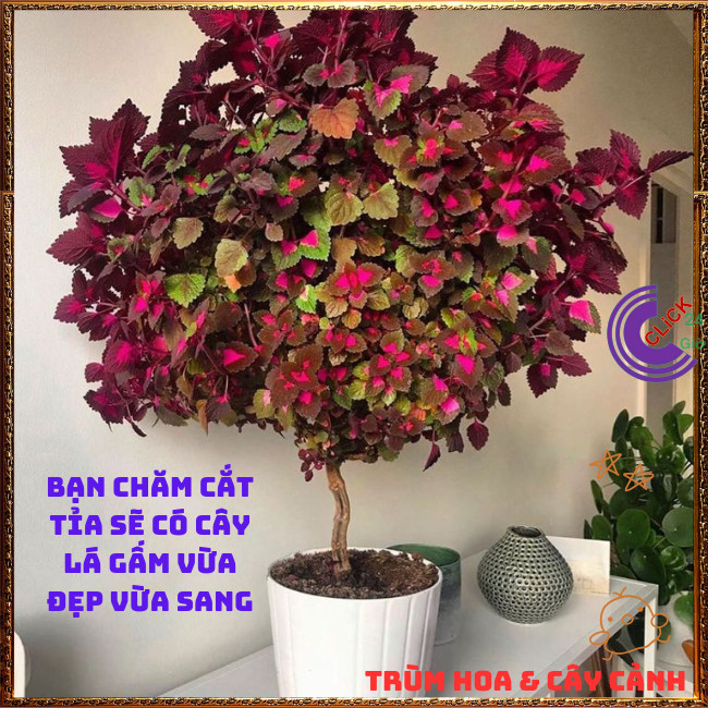 Cây lá gấm TÍM SỌC tía tô cảnh màu lạ đẹp mắt rất dễ trồng️💄 Hoa Mười Giờ Bonsai & Phụ Kiện