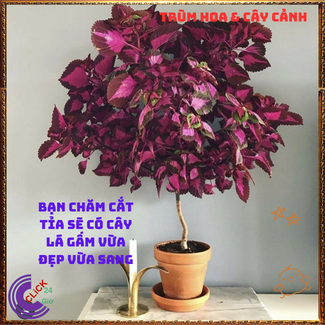 Cây lá gấm TÍM SỌC tuyệt đẹp đăc sắc rất dễ trồng dễ tạo dáng bonsai⏰ TRÙM HOA VÀ CÂY CẢNH