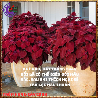 Cây lá gấm ĐỎ SON tuyệt đẹp đăc sắc rất dễ trồng nổi bật không gian⌛ Siêu Thị Hoa Và Cây Giống