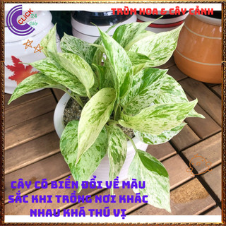 Chậu TRẦU BÀ SỮA cây trồng trong nhà ưa mát lọc không khí️️🥁MiMa market