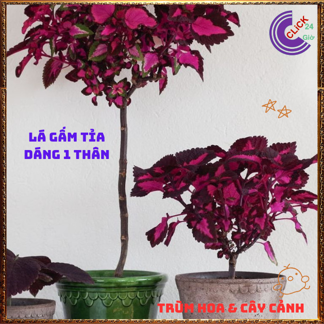 Cây lá gấm TÍM SỌC tía tô cảnh màu lạ đẹp mắt rất dễ trồng️💄 Hoa Mười Giờ Bonsai & Phụ Kiện