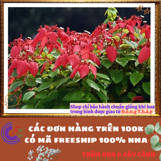 Chậu Hoa BƯỚM ĐỎ lạ mắt xinh đẹp nở quanh năm rất dễ trồng️📣 TRUNG TÂM CÂY GIỐNG VÀ HOA