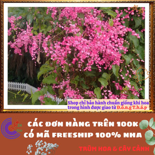 Chậu Hoa TIGON màu HỒNG giao cây to cao 50-60cm khỏe mạnh sum xuê️📬 Làng Hoa Sa Đéc