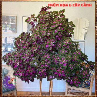 Cây lá gấm TÍM SỌC tía tô cảnh màu lạ đẹp mắt rất dễ trồng⌛ VƯỜN HOA CỔ TÍCH
