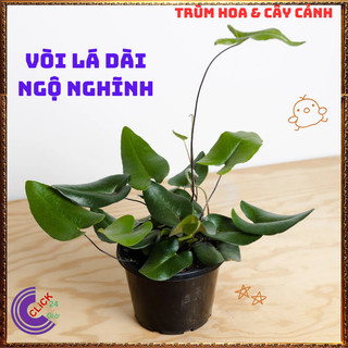 Chậu TRẦU BÀ LÁ TIM ngộ nghĩnh cây trồng trong nhà ưa mát lọc khí️📜 Hoa Đẹp Dễ Trồng