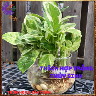 Chậu TRẦU BÀ NGỌC THỦY cây trồng trong nhà ưa mát lọc không khí️️🥁MiMa market