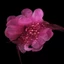 GAVESTO Nữ Corsage, Đính Hạt Lông Vũ Nghệ Thuật Lớn Trâm Cài Hoa, Màu Trơn Quần Áo Phụ Kiện Trang Sức