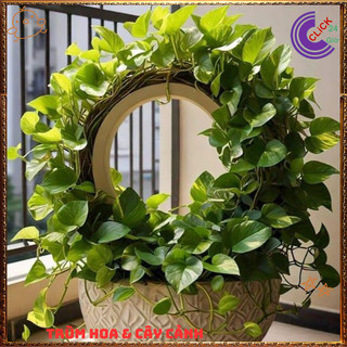 Chậu TRẦU BÀ VẠN NIÊN THANH CẨM THẠCH cây trồng trong nhà ưa mát ️📬 Làng Hoa Sa Đéc