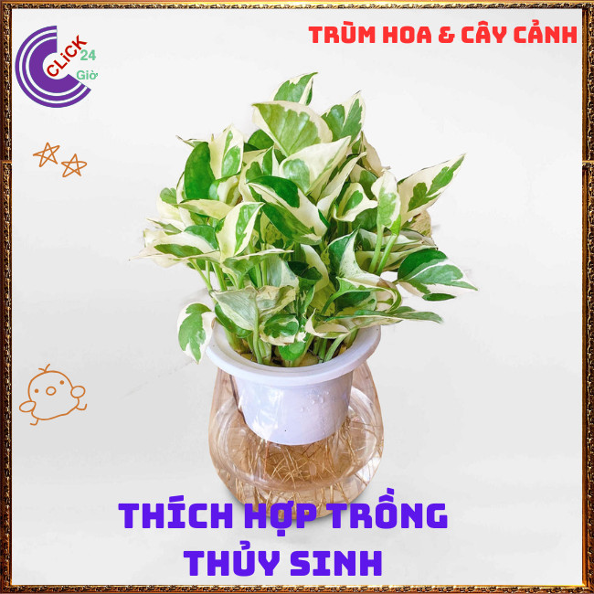Chậu TRẦU BÀ NGỌC THỦY siêu xinh cây trồng trong nhà ưa mát lọc khí️🌭 Hoa Mười Giờ Bonsai & Phụ Kiện