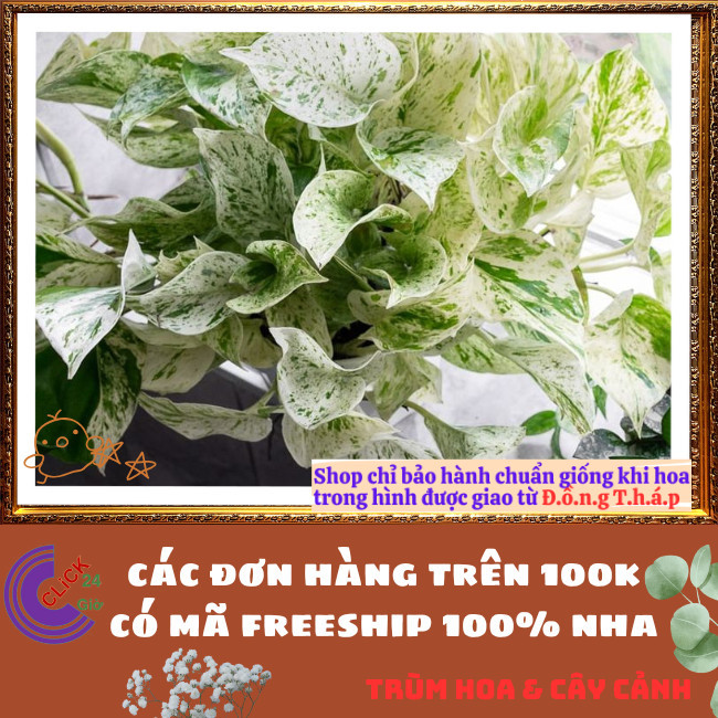 Chậu TRẦU BÀ SỮA NỮ HOÀNG TUYẾT cây trồng trong nhà ưa mát lọc khí️🌭 Hoa Mười Giờ Bonsai & Phụ Kiện