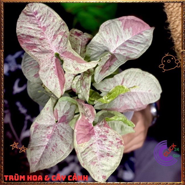 Chậu TRẦU BÀ HỒNG ĐỐM cây trồng trong nhà ưa mát lọc không khí⏰TRÙM HOA VÀ CÂY CẢNH