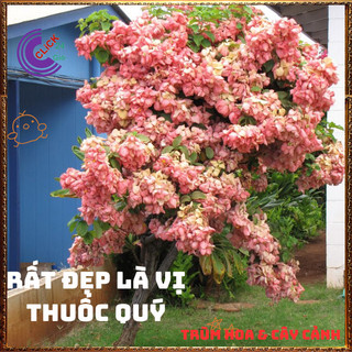 Chậu Ngọc Diệp Kim Hoa HỒNG từng chùm rất to nở quanh năm rất dễ trồng⌛Siêu Thị Hoa Và Cây Giống
