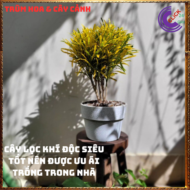Chậu Cây VÀNG BẠC thu hút tài lộc đem lại tiền tài️🌭 Hoa Mười Giờ Bonsai & Phụ Kiện