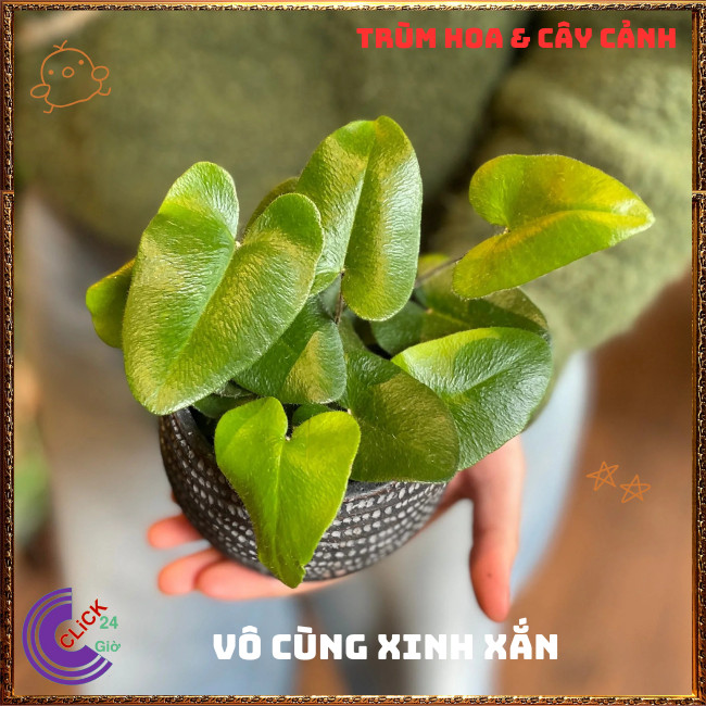 Chậu TRẦU BÀ LÁ TIM xinh xắn cây trồng trong nhà ưa mát lọc không khí⏰TRÙM HOA VÀ CÂY CẢNH