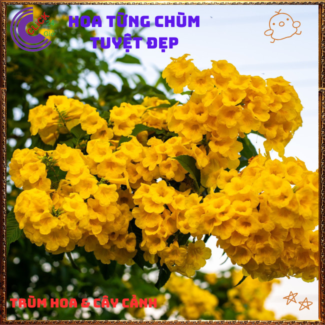 Chậu HOA CHUÔNG VÀNG HOÀNG YẾN từng chùm to tuyệt đẹp quanh năm ️🌭 Hoa Mười Giờ Bonsai & Phụ Kiện