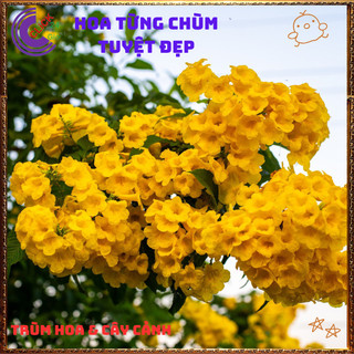 Chậu HOA CHUÔNG VÀNG HOÀNG YẾN từng chùm to tuyệt đẹp quanh năm ️🌯 VƯỜN HOA CỔ TÍCH